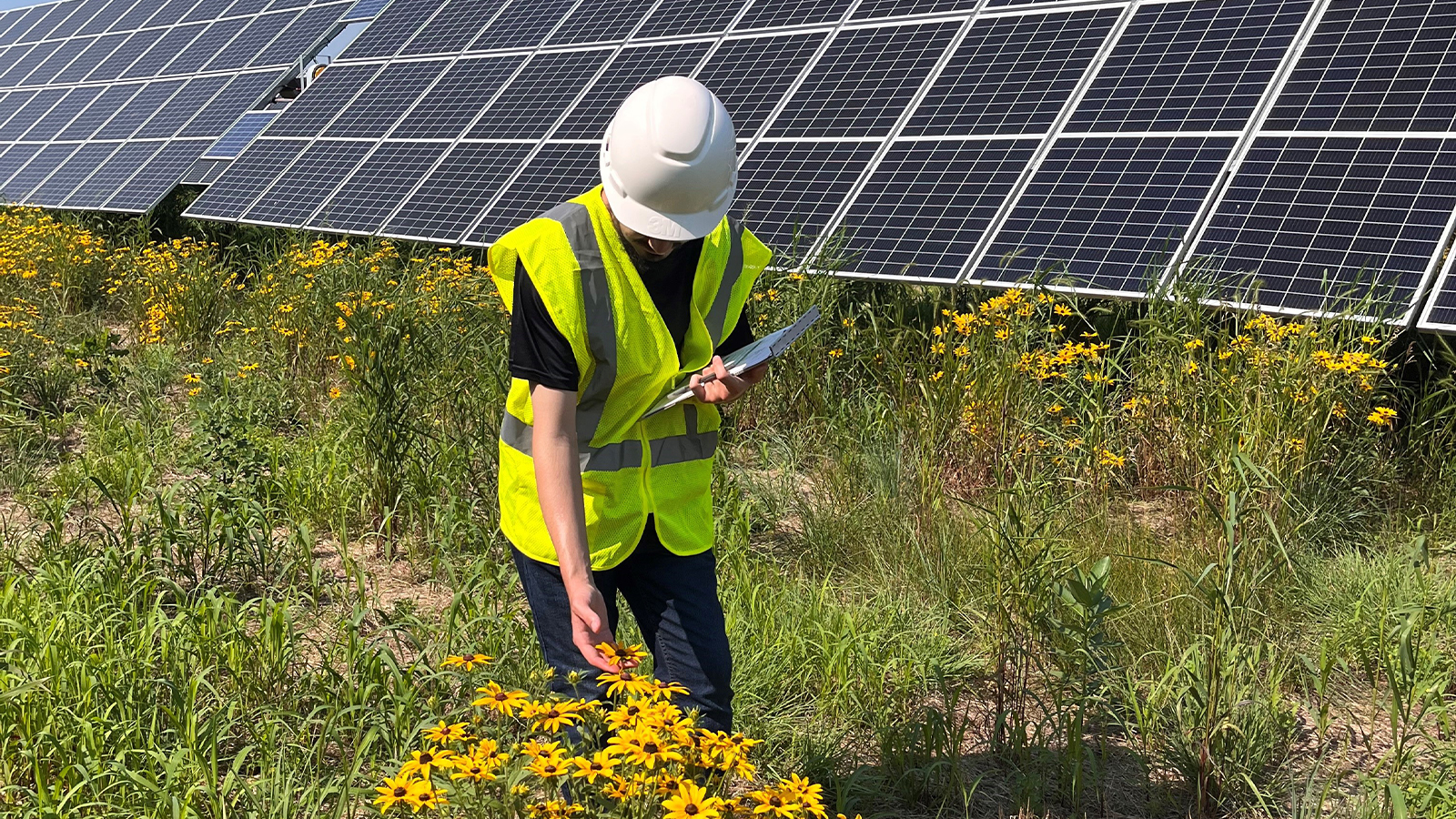 Solar farms: a beacon of hope for pollinator conservation