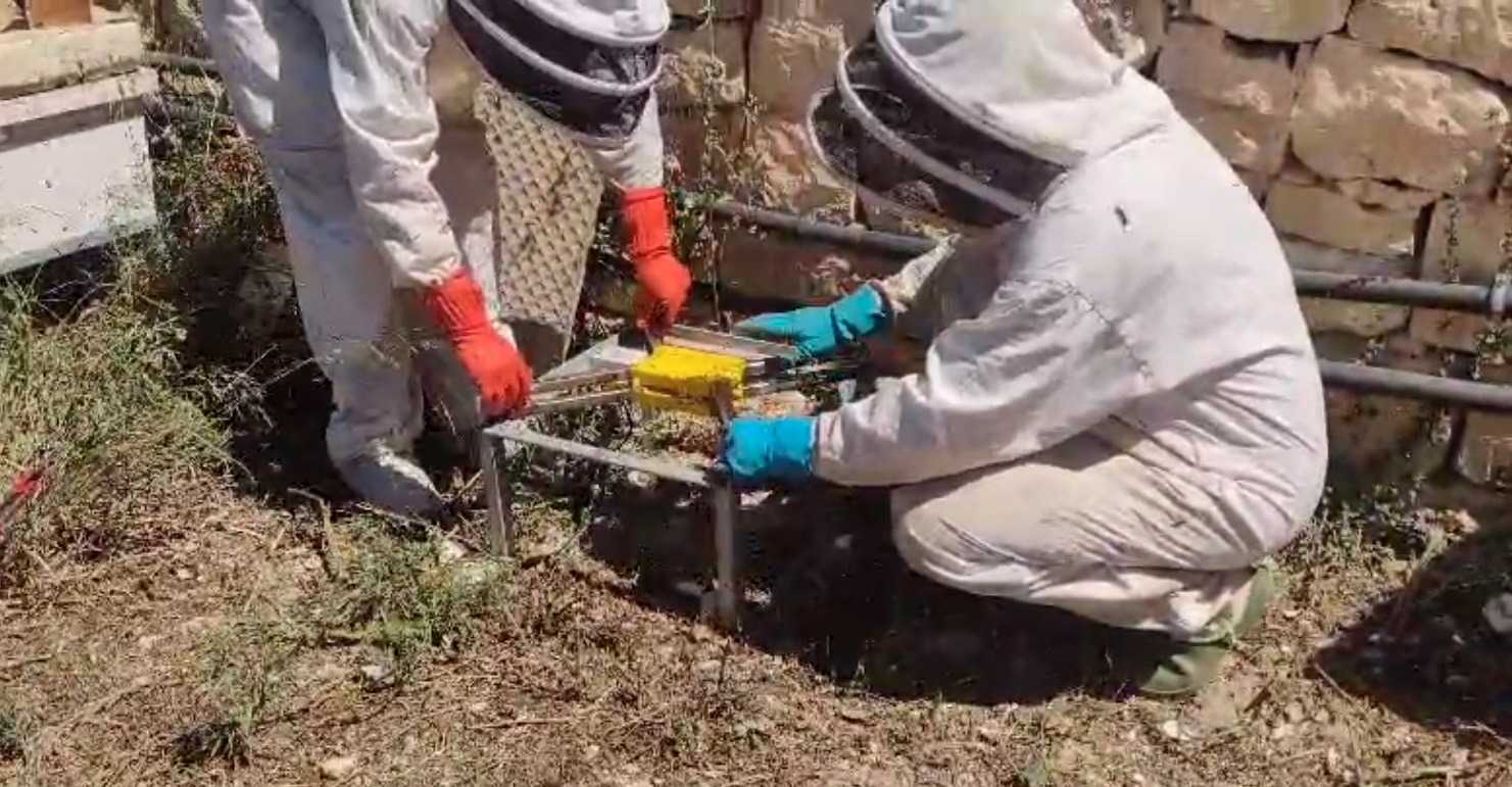 WATCH: Beepoll project installs sensors in beehives to monitor bee populations