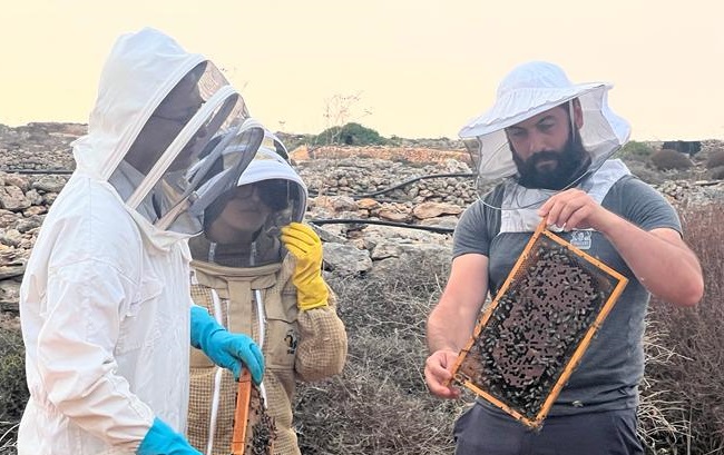 Study Reveals Remarkable Resilience of Maltese Bees Compared to Italian Counterparts
