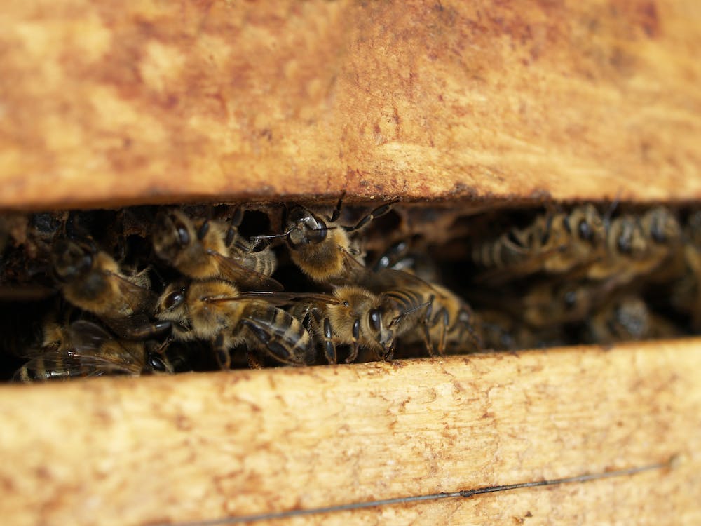 Malta proposes national insect status for the Maltese honey bee