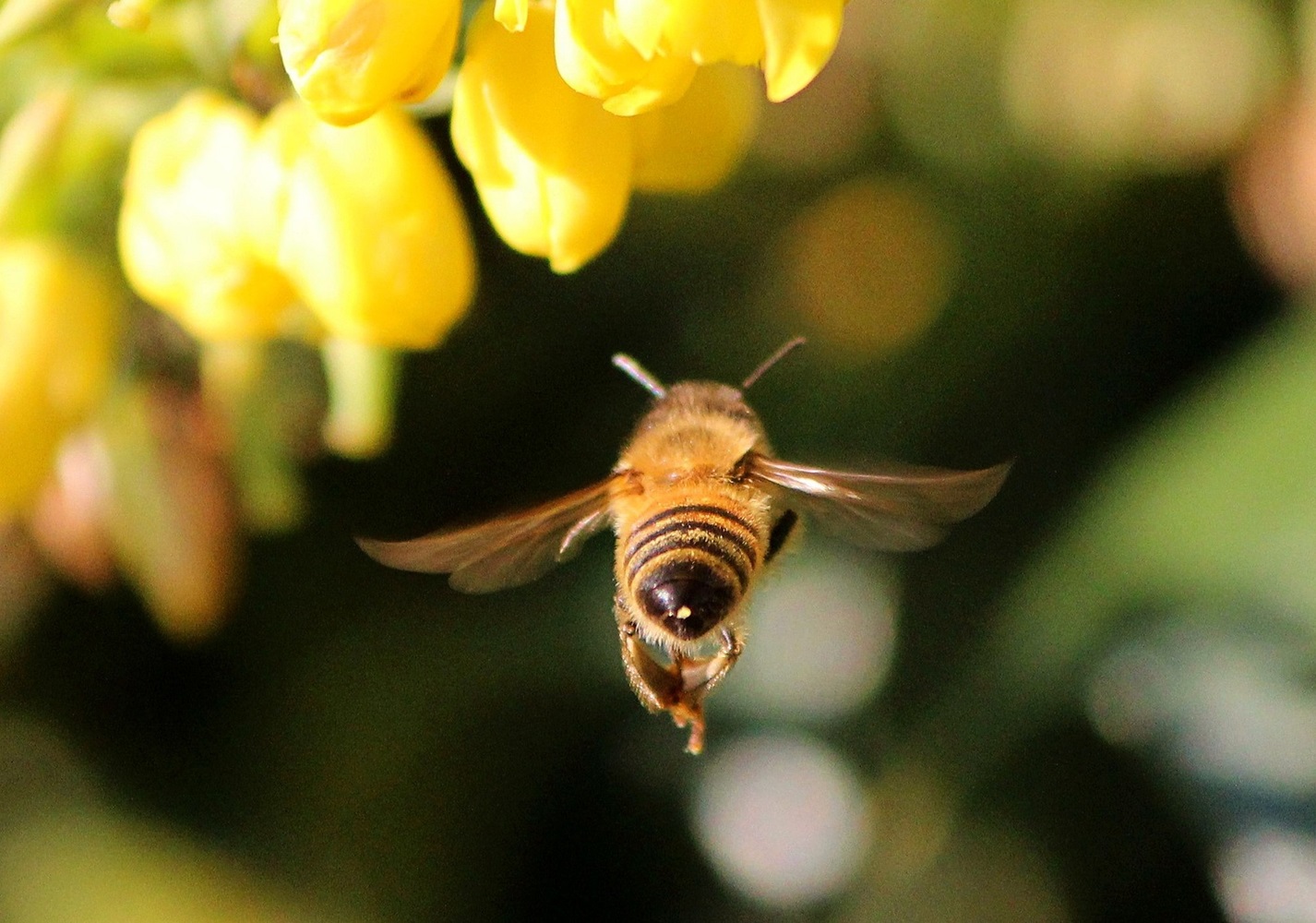 New research reveals natural nests better for honey bee survival