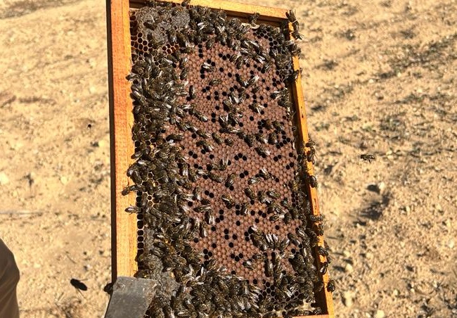 Conservation initiative seeks national status for Maltese honey bee