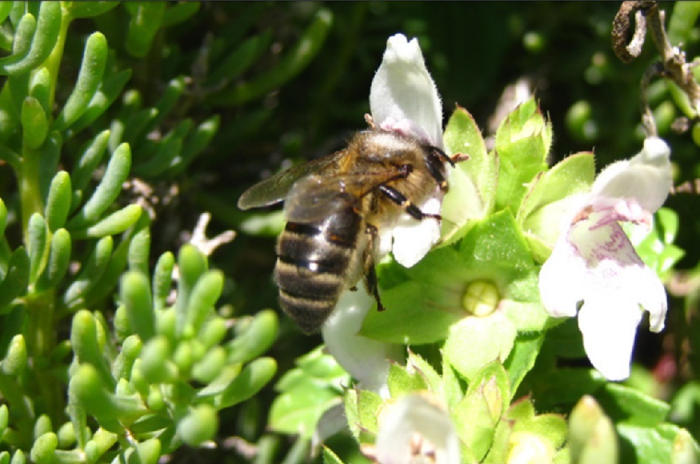 Malta declares the Maltese Honey Bee as national insect