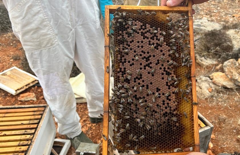 Urgent call for comprehensive conservation plan to safeguard the Maltese bee