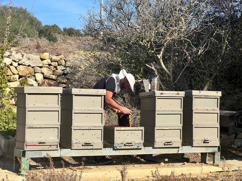 Genetic mix threatens identity of Maltese bees, but breeding programme offers hope
