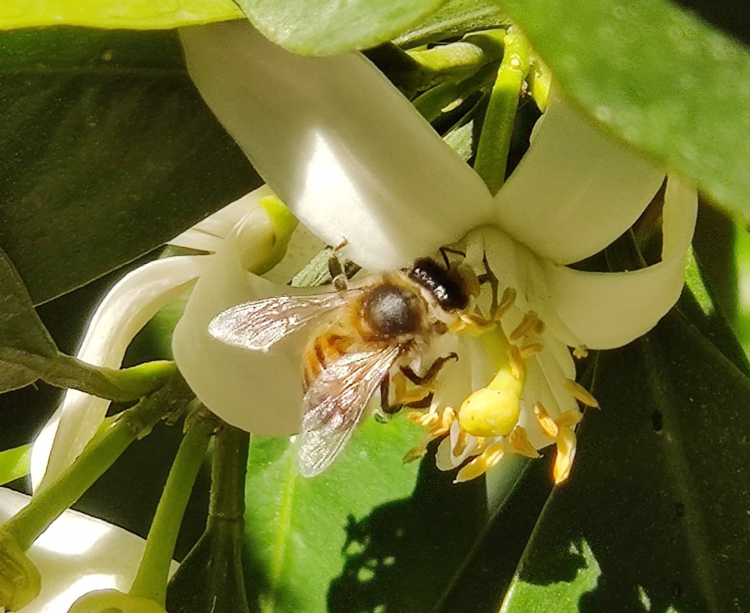 World Bee Day: Nurturing Nature's Heroes