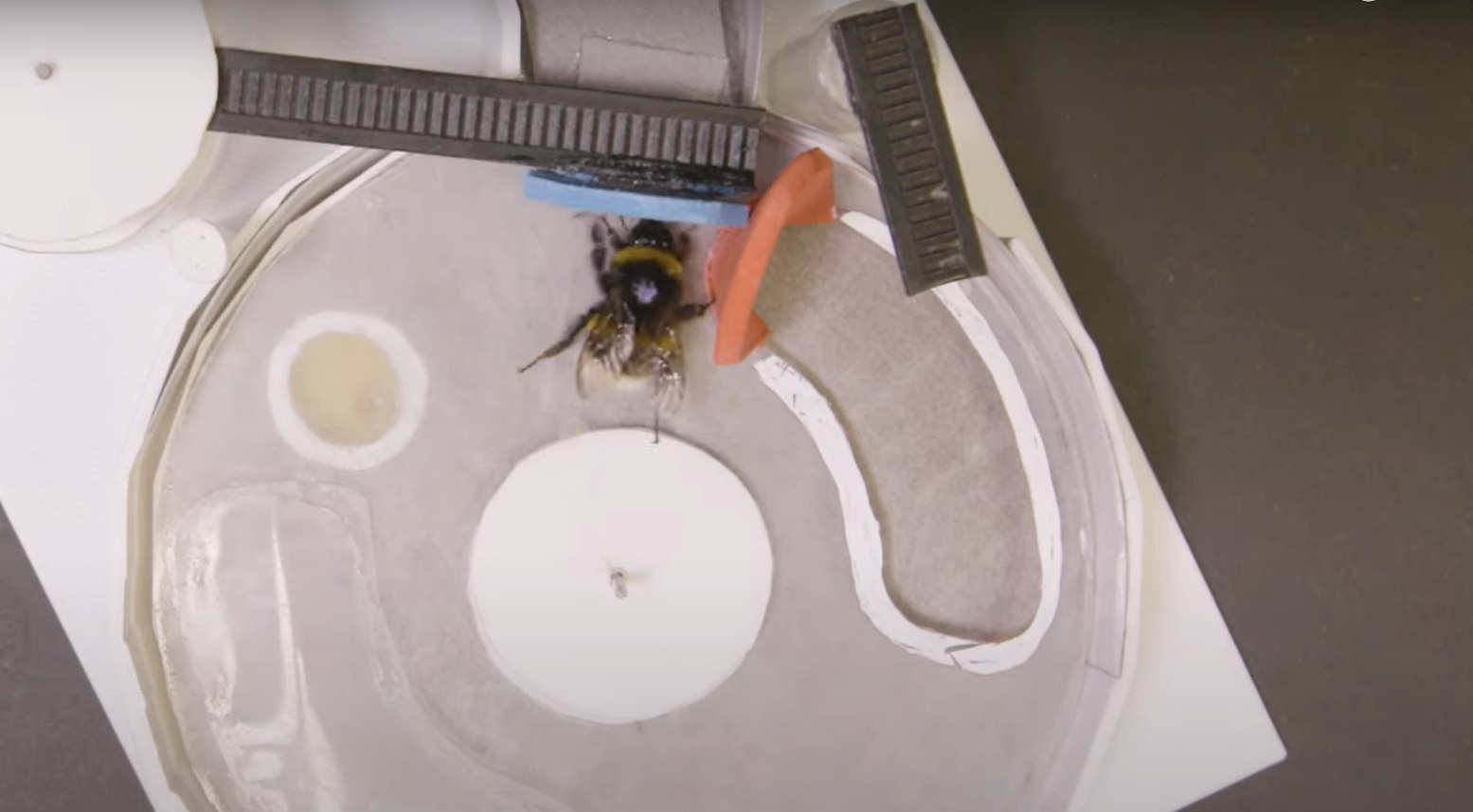 Watch: Bumblebees show human-like social learning