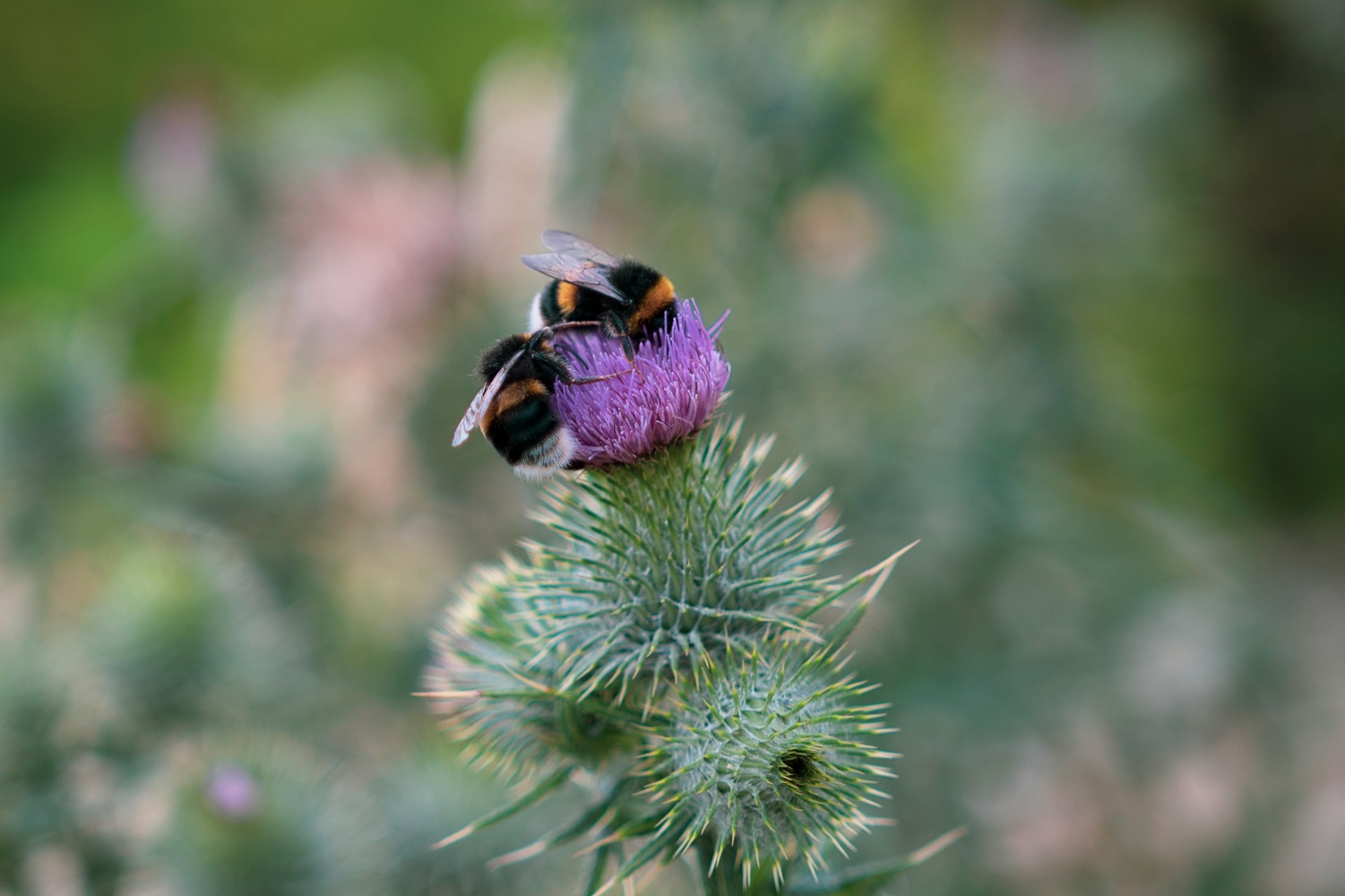 WATCH: Finnish researchers reveal bumblebees' social intelligence with Lego experiments