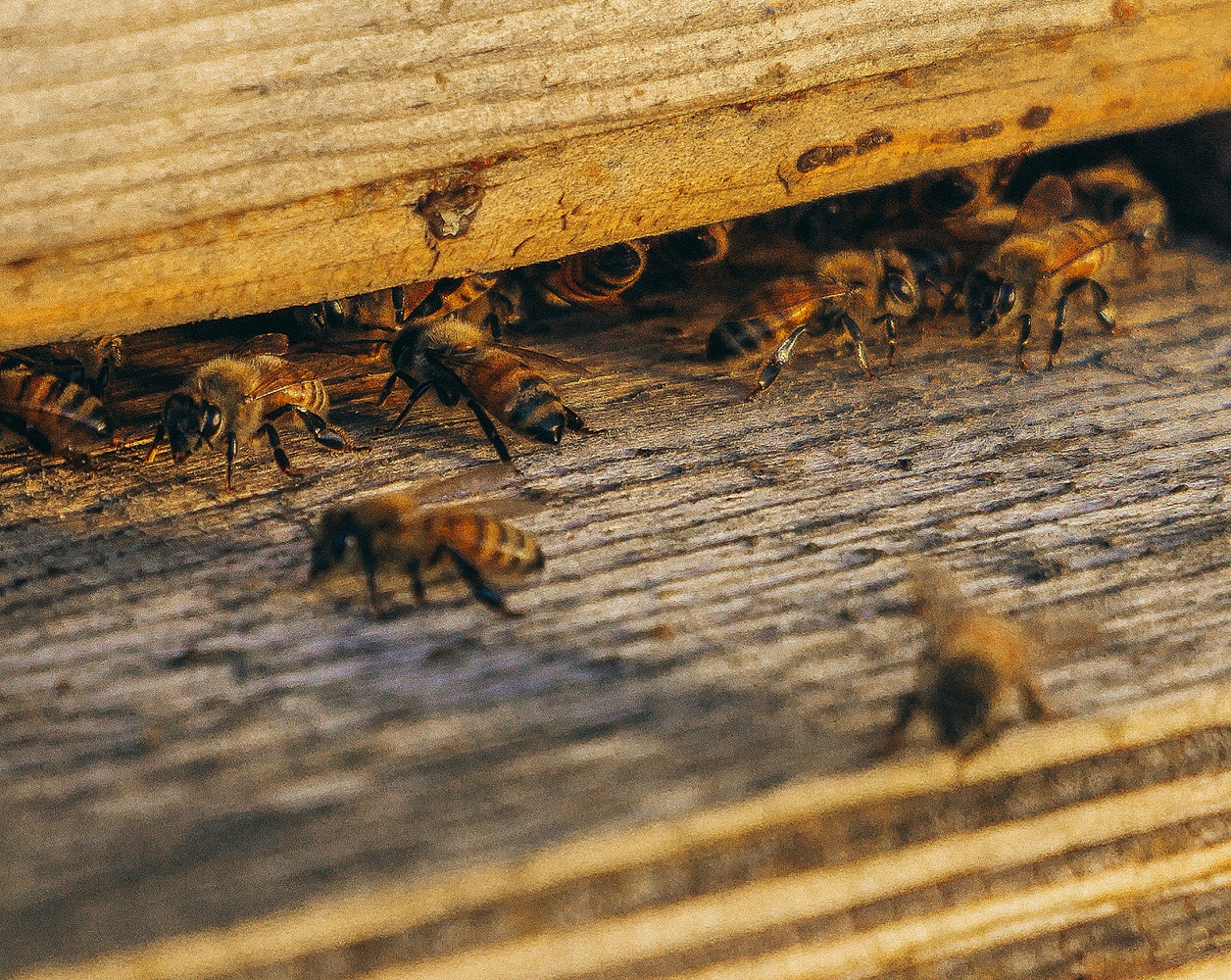 Winter Wonders: How honey bees brave the cold through ingenious hive clusters