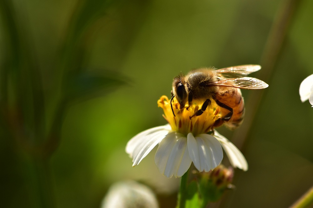 European beekeepers call for action against fake honey