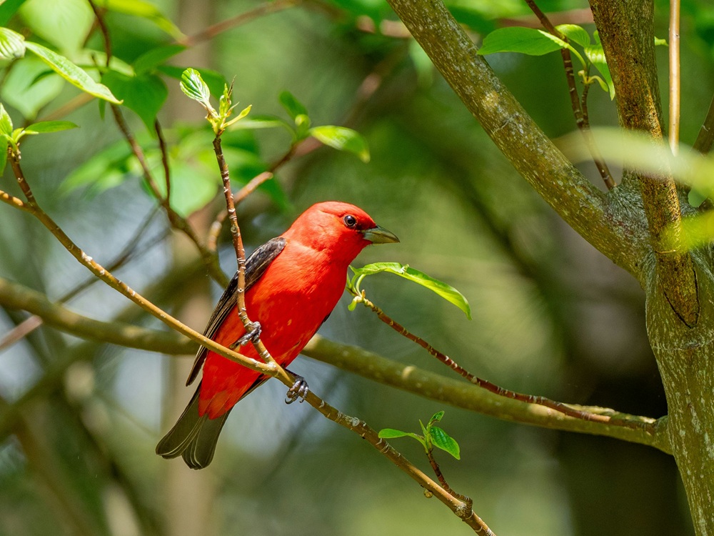 AI apps make birdwatching and nature spotting go viral