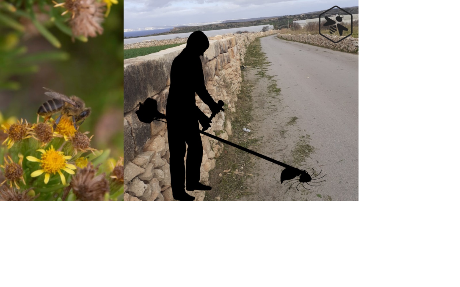 Foundation urges authorities to preserve wild vegetation for pollinators